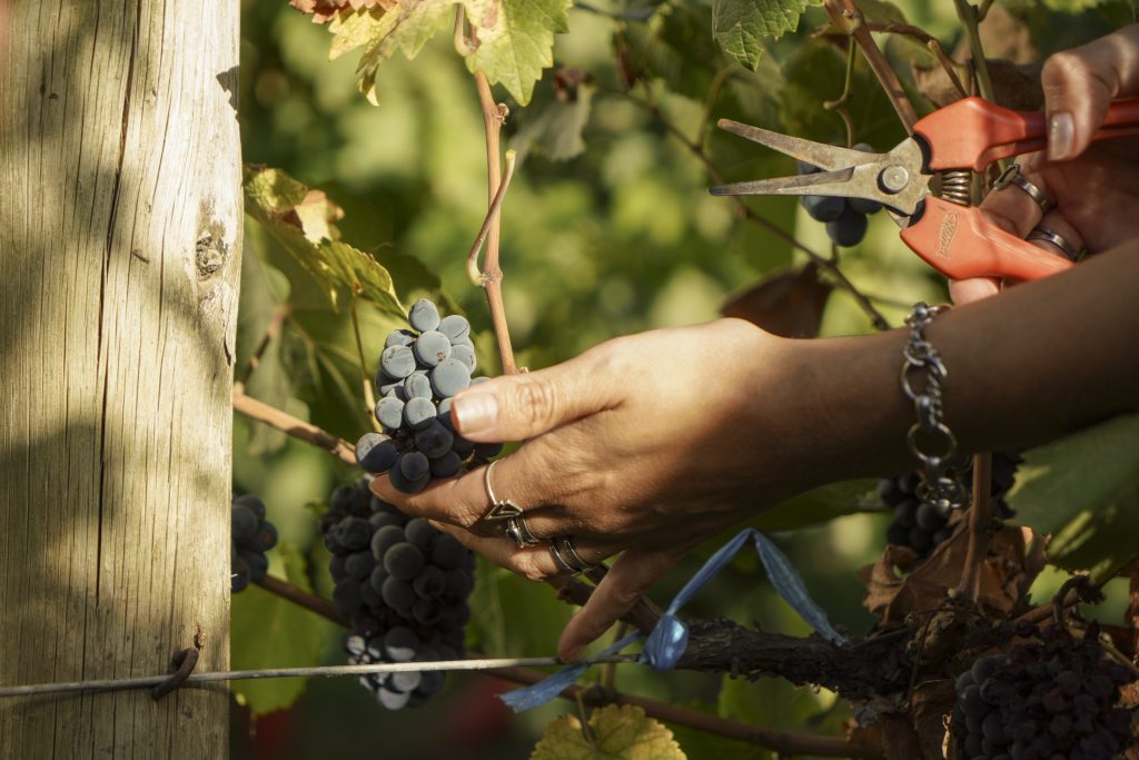 dia del malbec
